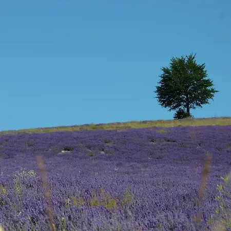 Provencal Farmhous Luberon, Swimming Pool بيت للعطل Revest-des-Brousses
